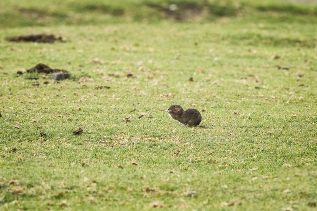 Doğanın sempatik kemirgeni 'gelengi', kameralara yakalandı! Sadece Anadolu topraklarında yaşıyorlar 1